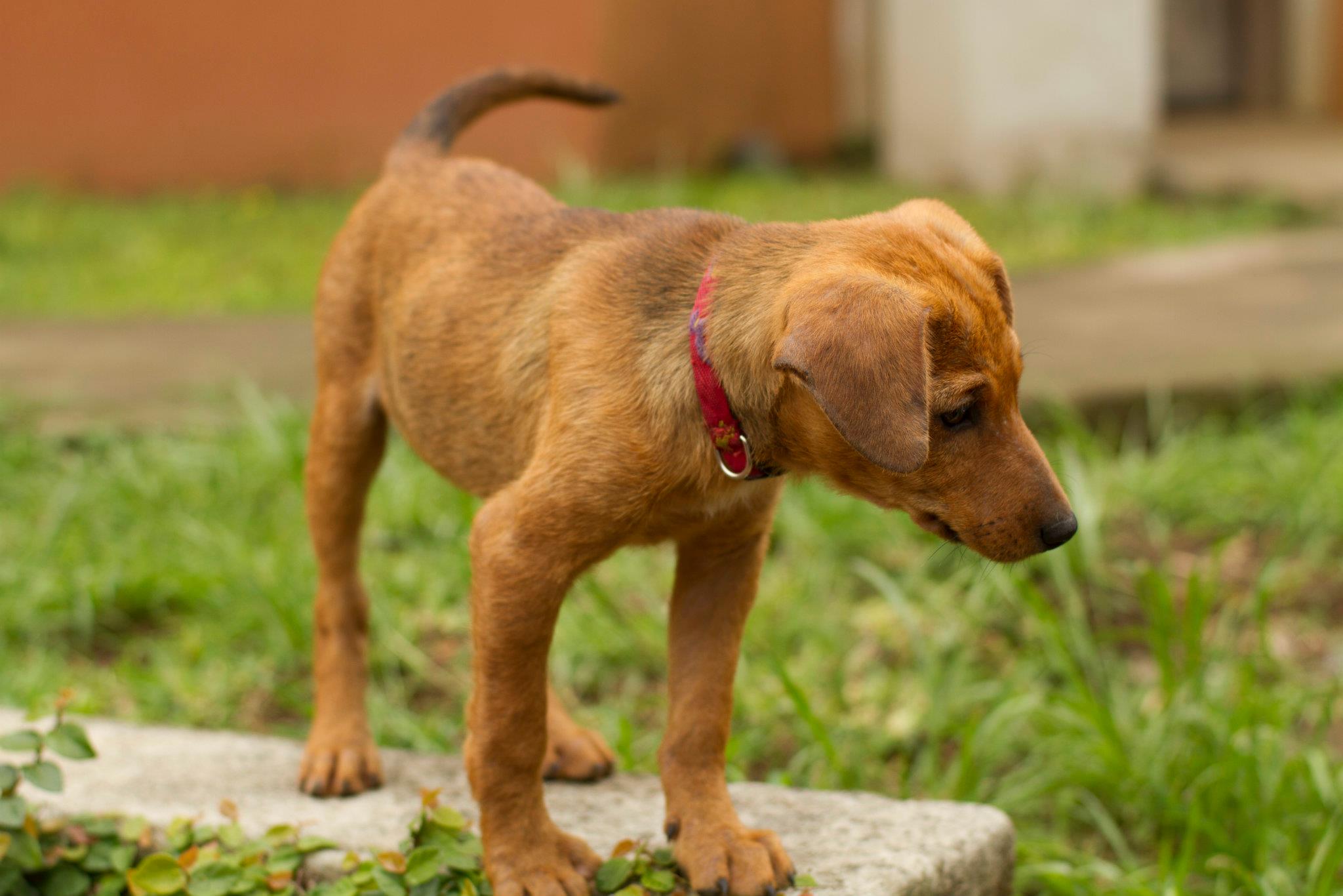Médicos veterinarios rechazan proyecto para crear clínicas veterinarias estatales