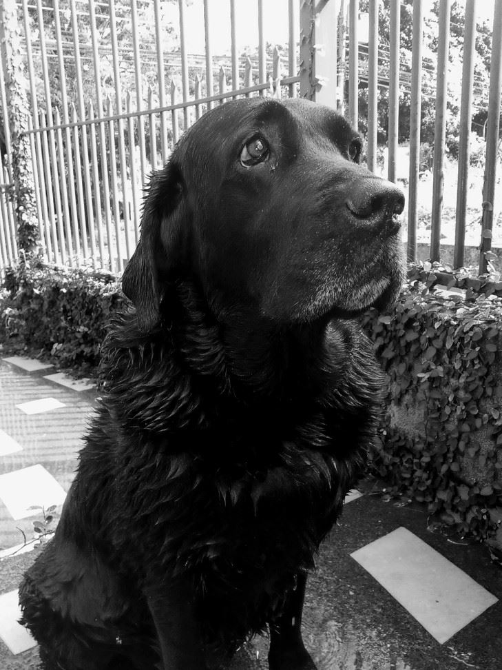 Proteja a sus mascotas durante la época lluviosa: recomendaciones del Colegio de Veterinarios