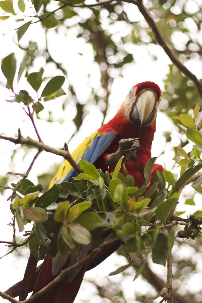 Solo proteger hábitat no basta: estudio alerta que los loros de Costa Rica  siguen amenazados
