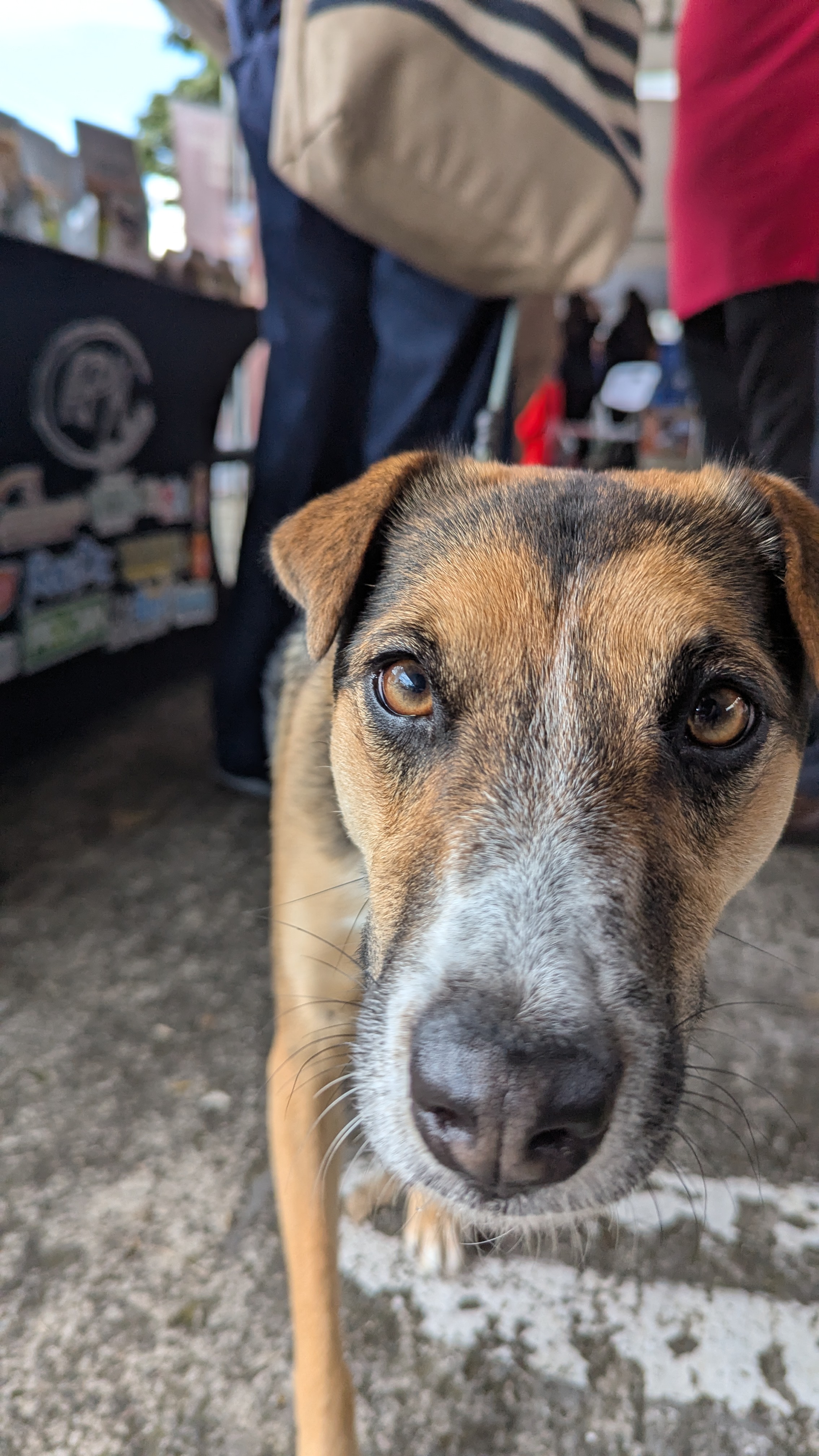 Cuidar desde el plato: la UCR celebra 40 años del CINA con una Feria Nutricional de Mascotas